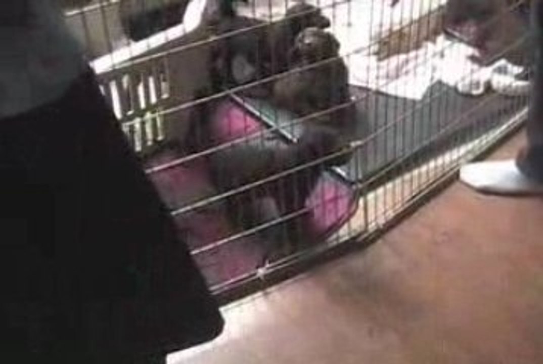 puppies