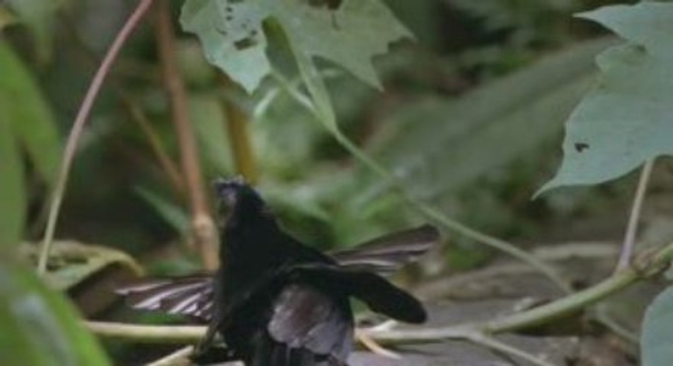 Cennet Kuşunun Gösterisi , Kesin İzleyin !