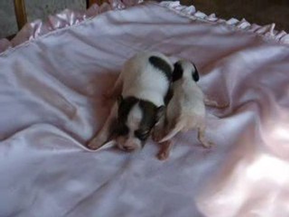 bébés papillons des clos de sir williams