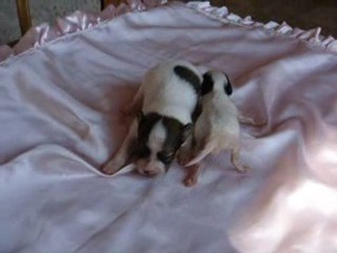 bébés papillons des clos de sir williams