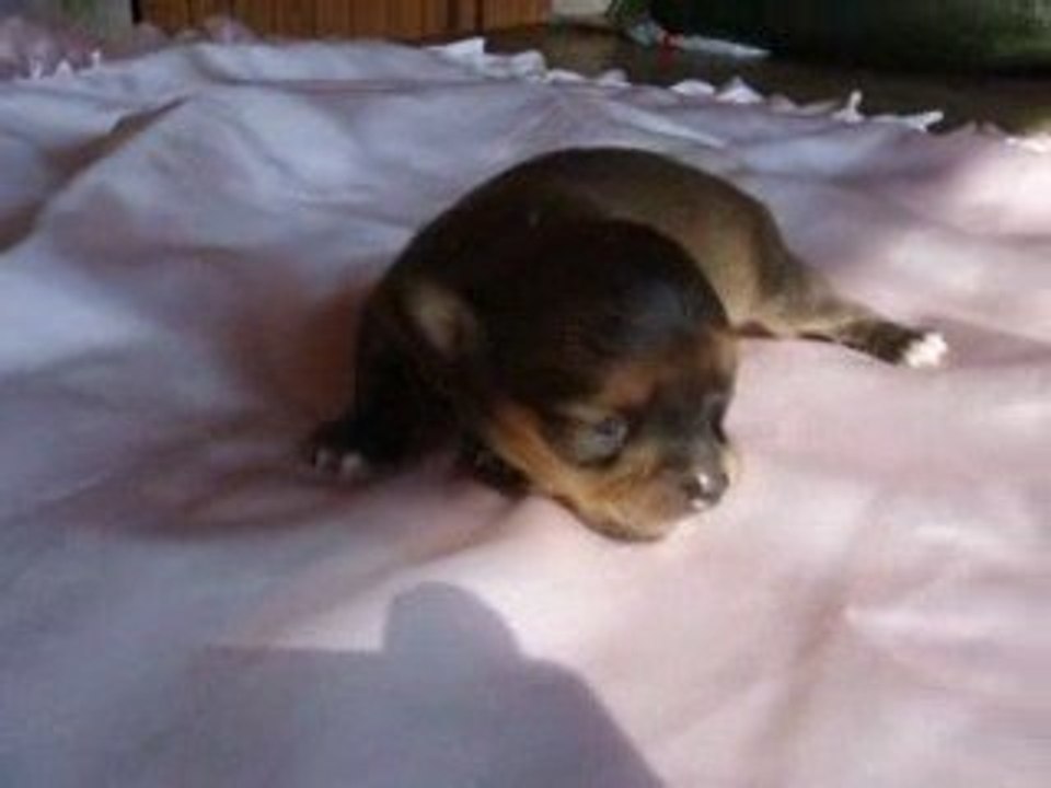 bébé chihuahua poil long chocolat de 10 jours