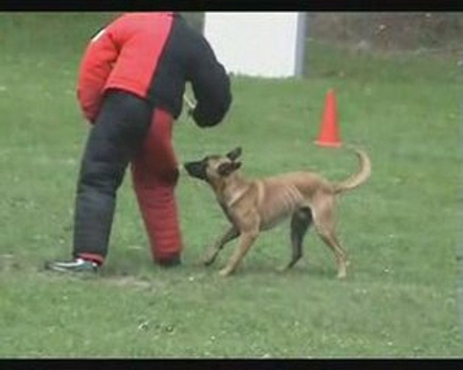 Djimmy du Bois des Trembles Ring 1