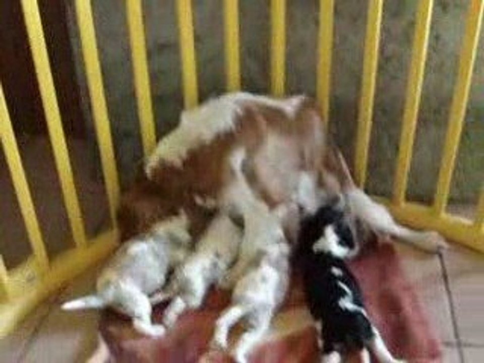 Dur d'être maman !!!! Abby des clos de sir williams