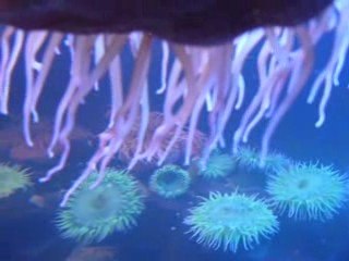 aquarium de st-Malo; 1ere part