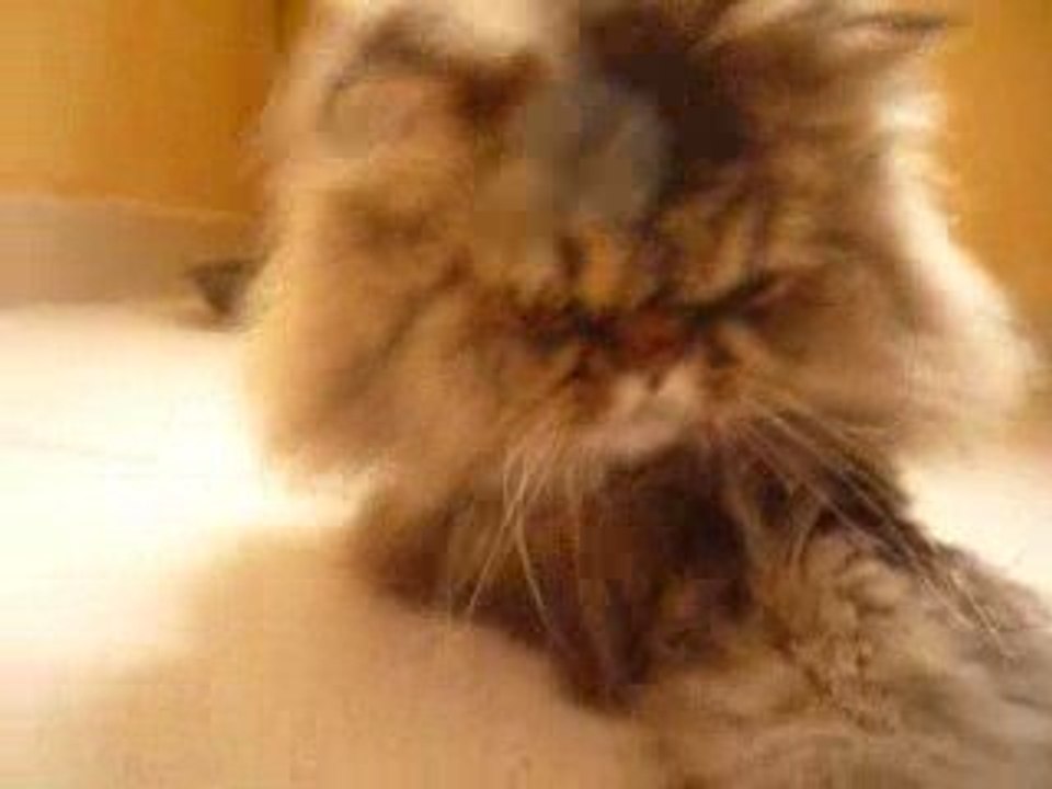 Mon chat