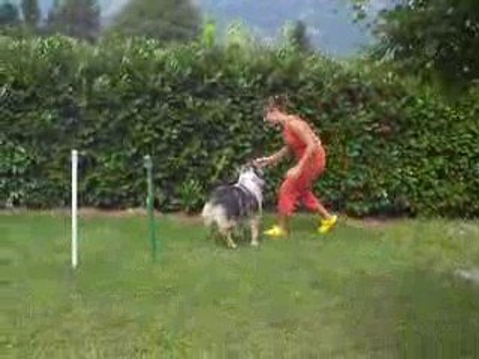 Slalom avec un berger australien