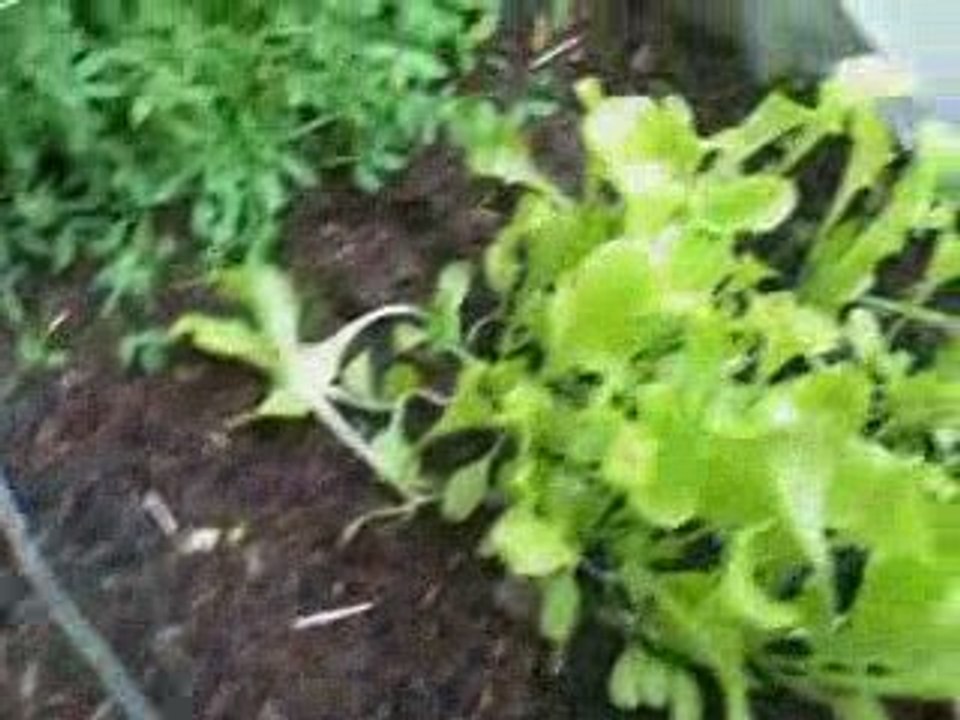 Vidéo Potager