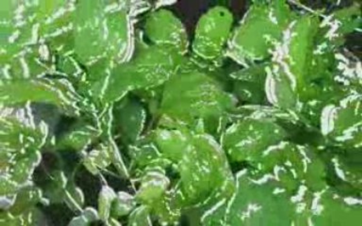 Diaporama Résidence 2009-Moyenne