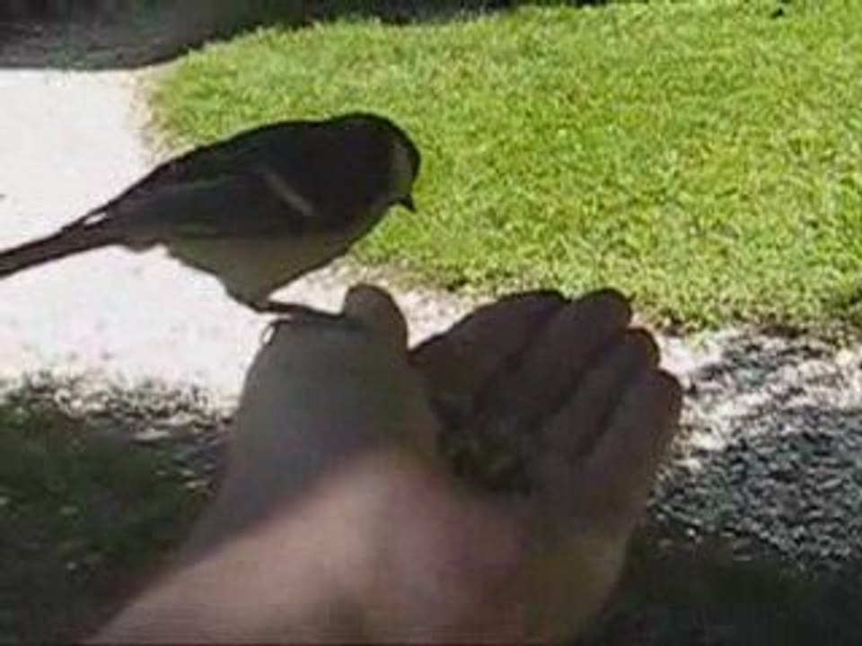 Mésange se nourrissant dans la main