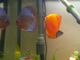 couple discus