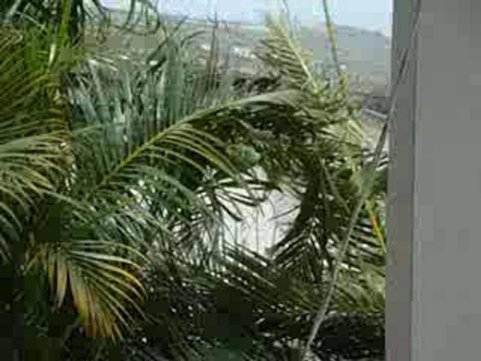 sous la tempête tropicale