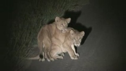 Kruger National Park - Episode 2 "Night drive"