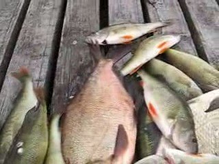 01.08.2009 KARISIK BALIK AVIM 013