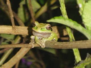 La merveilleuse nature du Costa Rica