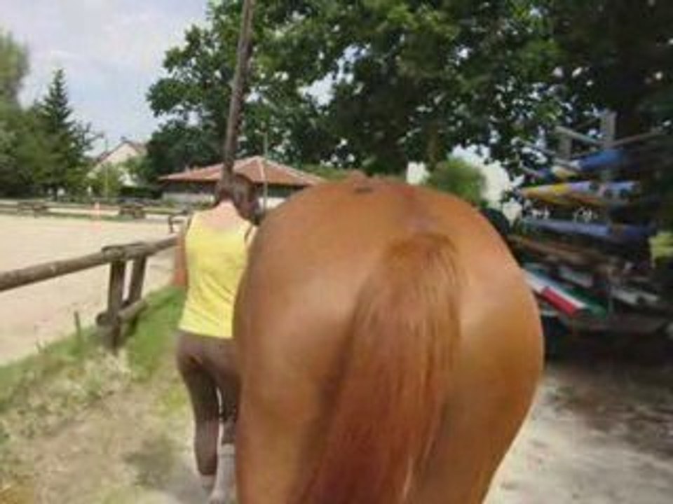 C'est quoi le cheval ?