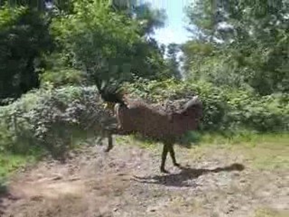 Jobinou au prés qui fait le mongol :P