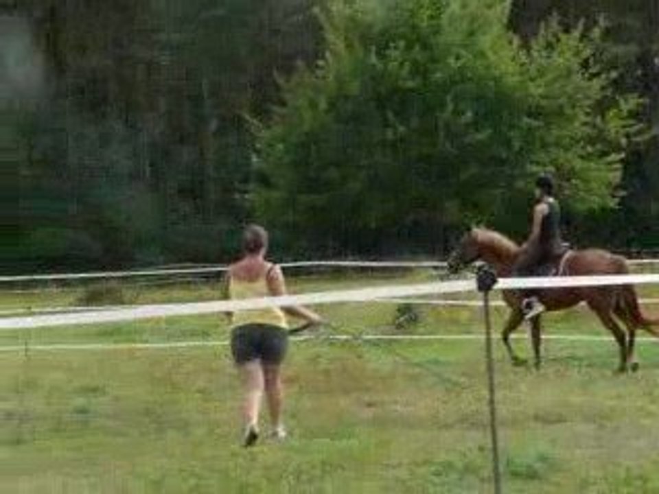 debourrage shiffoumi 2 a cheval