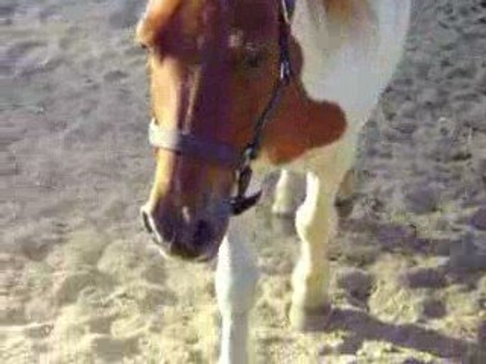 Mon poney vient me voir <3