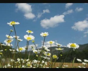 Alp Murat Alper -Tutam Yar Elinden