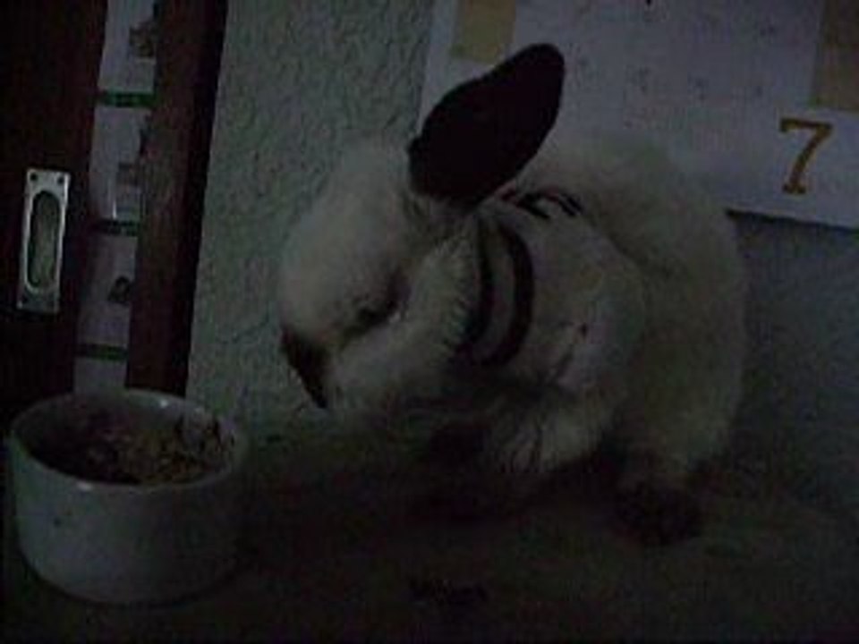 Frollain putzt sich, so gut es geht