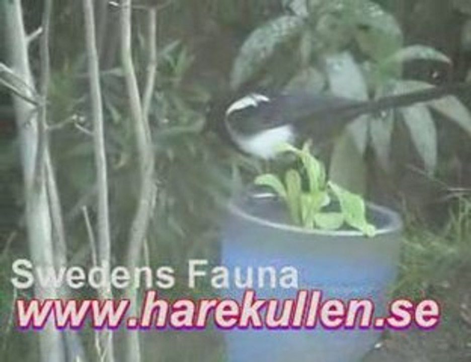 Skatunge - Magpie