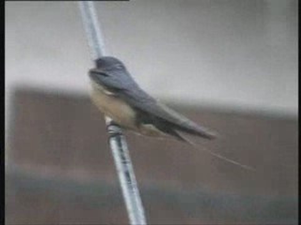 hirondelle