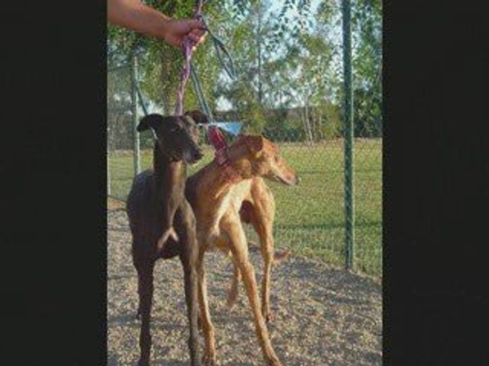 SAUVETAGE DE GALGOS EN ESPAGNE PREVU POUR SEPTEMBRE