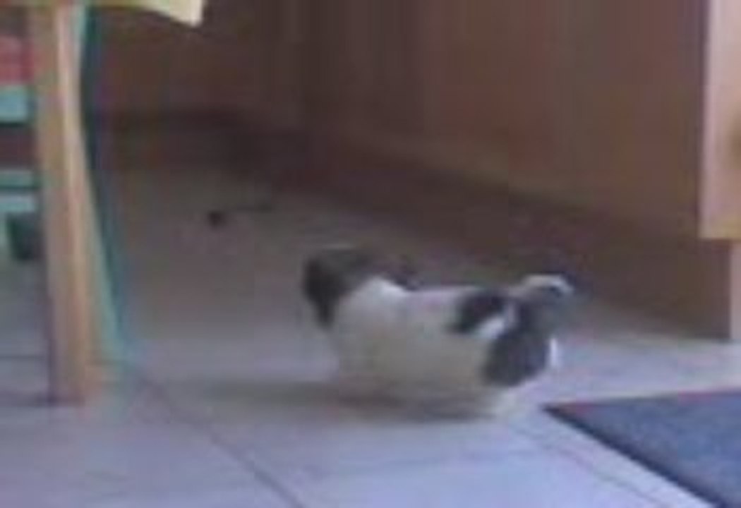 Izzis et Gnoum-Gnoum(La tortue)