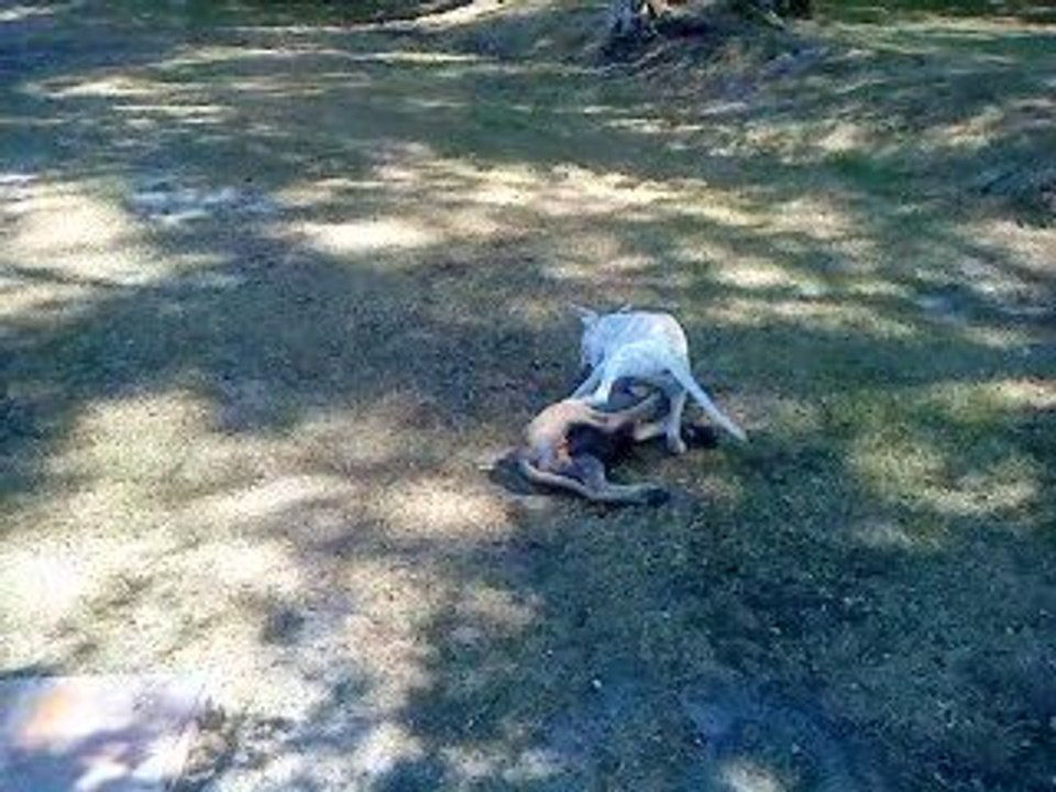 Enjjy et ses potes dogue allemand