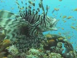 club marmara hurghada bapteme plongee