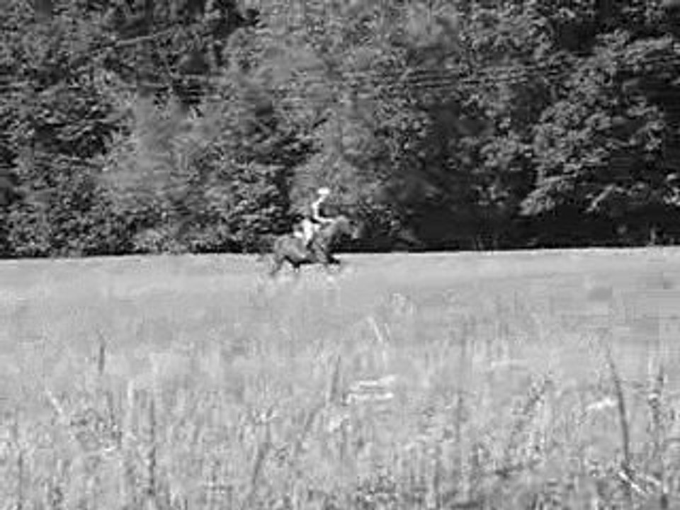 étalon pur sang arabe monté