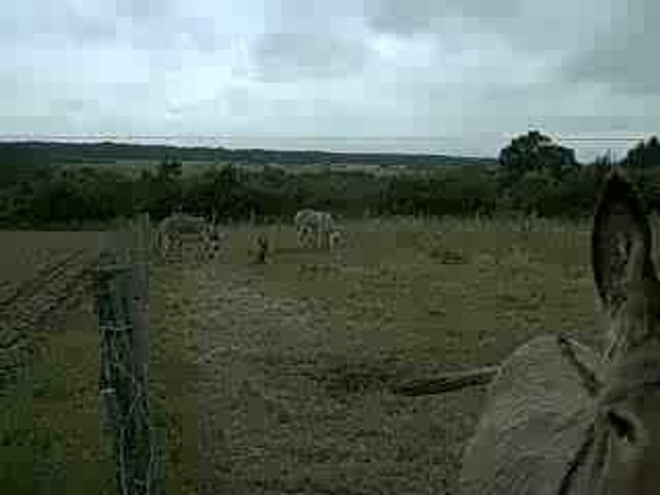 Recevez mon bonjour animal