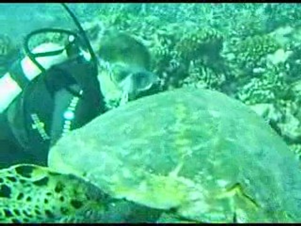 Oh une tortue ....notez qu'il y a beaucoup de courant !!!