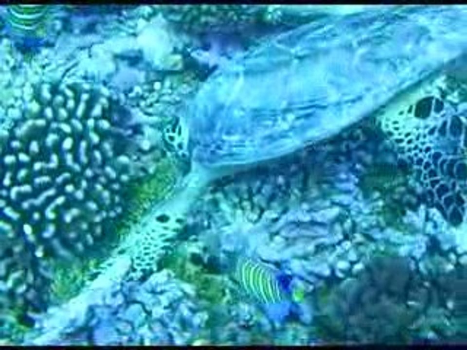 Mais c'est qu'elle a faim cette tortue !!!!