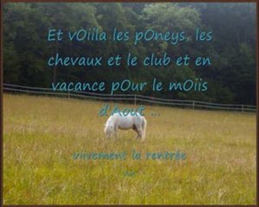 laché des poneys en pature