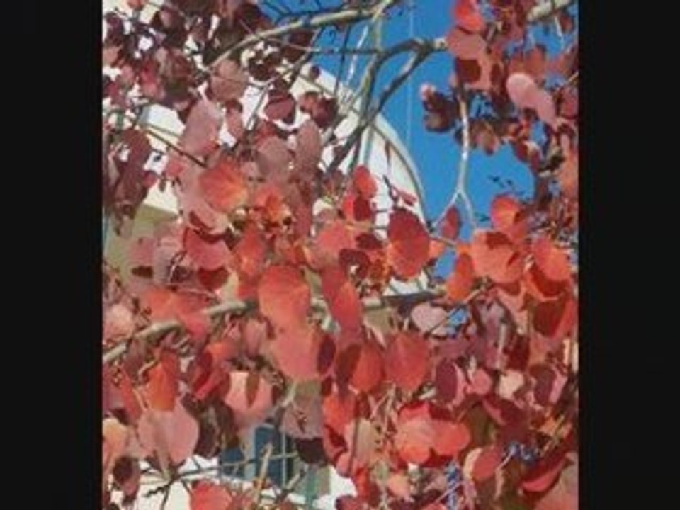 Faz um milagre em mim - Regis Danese