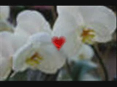 Biricik askima özel