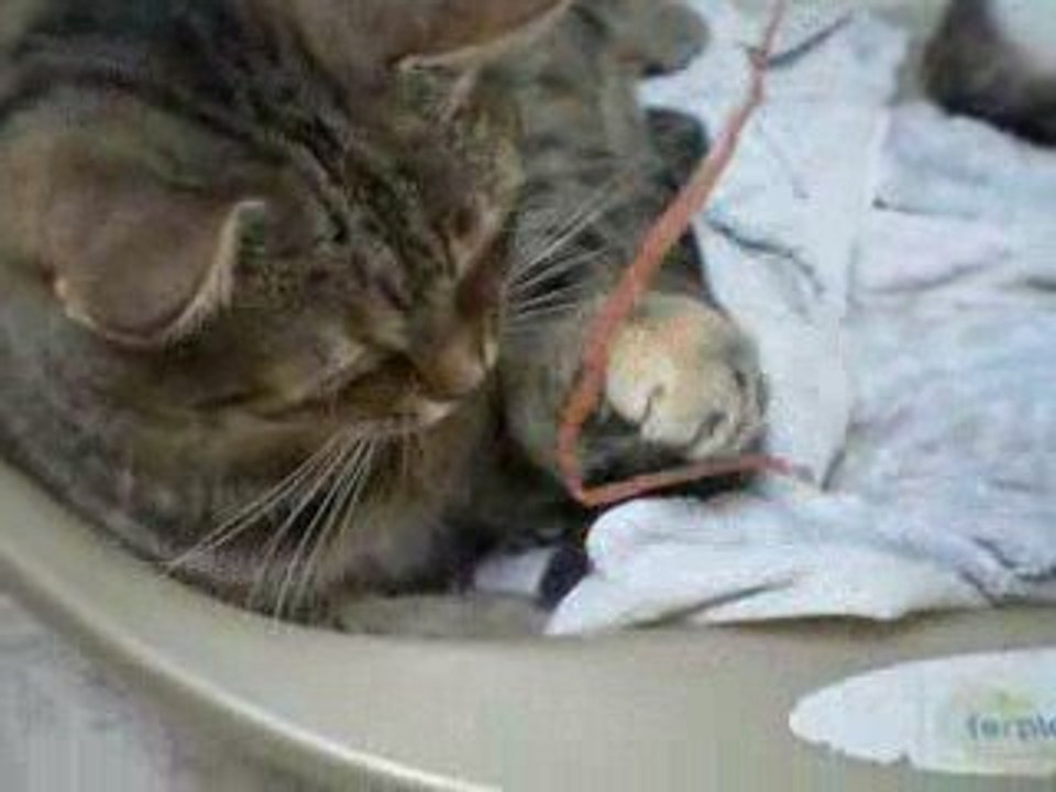 Circée, chatte tigrée de 5 ans