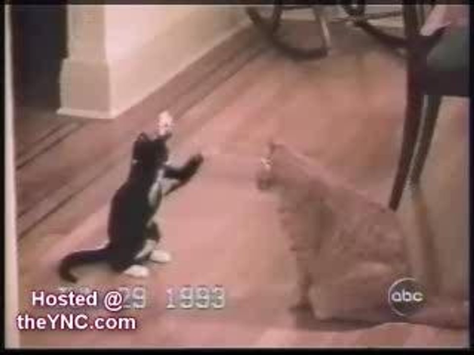 funny-cats-2-Koreus.com