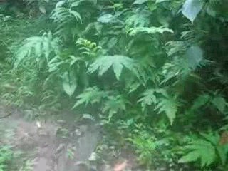 MARTINIQUE JUILLET 2009 343