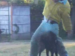 Benjy des Wallabies ring