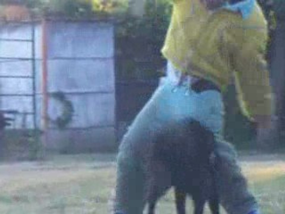 Benjy des Wallabies ring