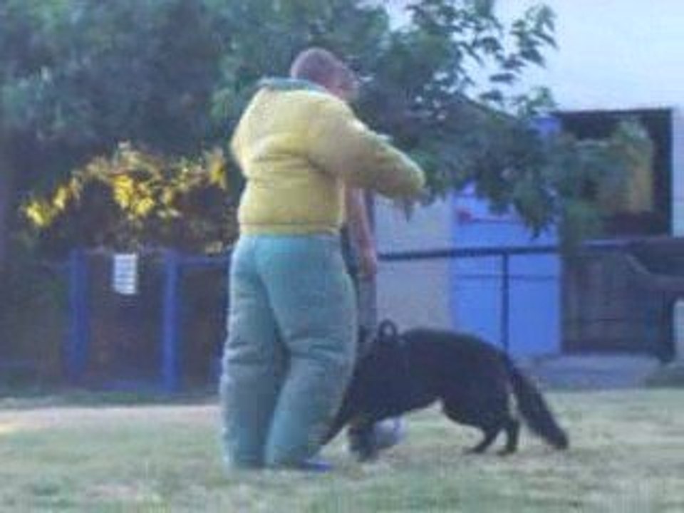 Benjy des Wallabies ring