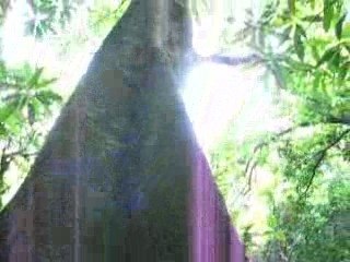 MARTINIQUE JUILLET 2009 346