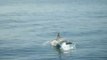 voyage a Torre Molinos escapade avec les dauphin
