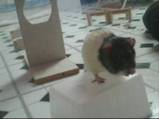 Agility Power