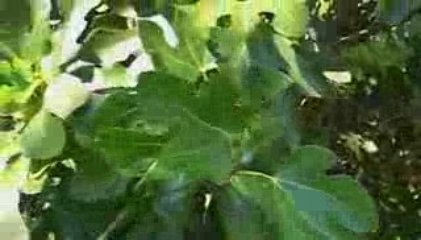 Fíkovník ve Studénce na Severní moravě