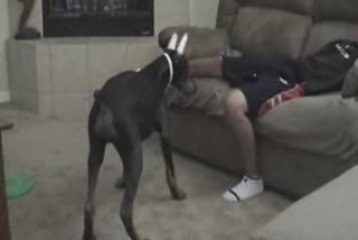 Doberman joue avec un laser