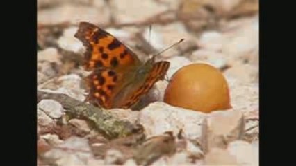 Un diable dans nos jardins