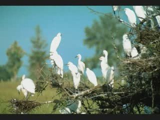 El Indio - Reinaldo Armas